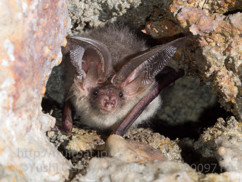 ニホンウサギコウモリ　Plecotus sacrimontis　Japanese long-eared bat