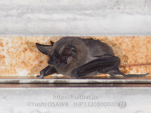 オヒキコウモリ　Tadarida insignis　Oriental Free-tailed bat