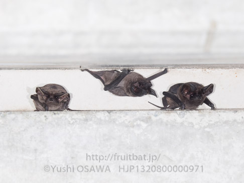 オヒキコウモリ　Tadarida insignis　Oriental Free-tailed bat