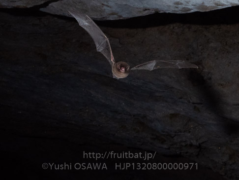 リュウキュウユビナガコウモリ　Miniopterus fuscus　East-Asian bent-winged bat
