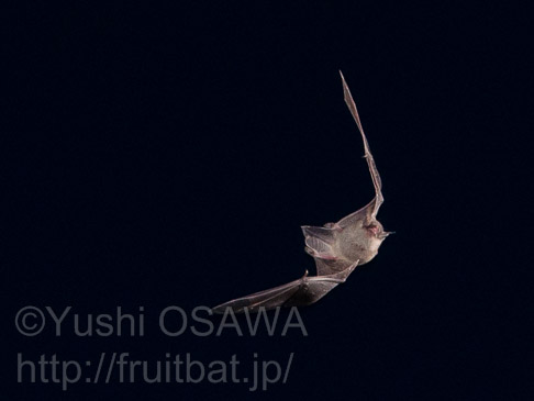 ハイイロホオヒゲコウモリ　Myotis grisescens　Gray Bat