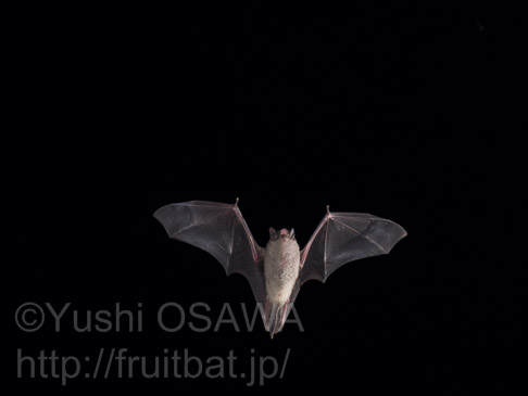 ハイイロホオヒゲコウモリ　Myotis grisescens　Gray Bat
