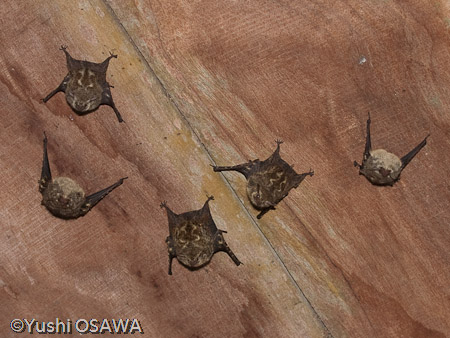 ハナナガサシオコウモリ　Rhynchonycteris naso　Brazilian Long-Nosed Bat