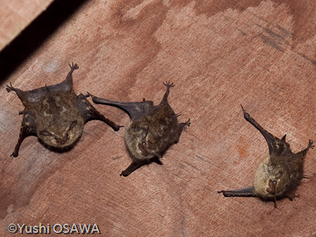 ハナナガサシオコウモリ　Rhynchonycteris naso　Brazilian Long-Nosed Bat