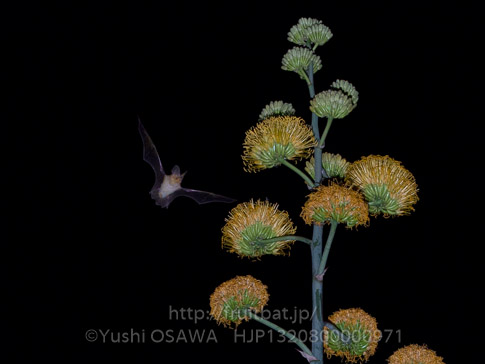 カリフォルニアオオミミナガヘラコウモリ　Macrotus californicus　California leaf-nosed bat