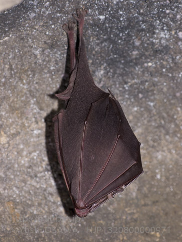キクガシラコウモリ　Rhinolophus ferrumequinum　Greater horseshoe bat
