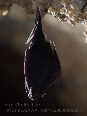 キクガシラコウモリ　Rhinolophus ferrumequinum　Greater horseshoe bat