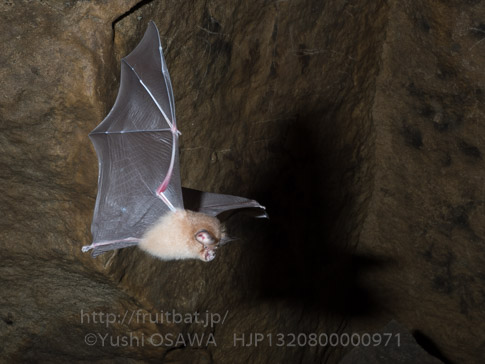 コキクガシラコウモリ　Rhinolophus cornutus　Least horseshoe bat