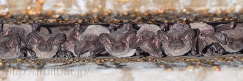 メキシコオヒキコウモリ　Tadarida brasiliensis　Mexican free-tailed bat