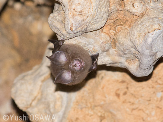ピアソンキクガシラコウモリ　Rhinolophus pearsonii　Pearson's horseshoe bat