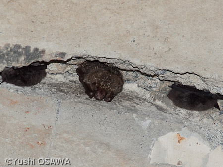 テングコウモリ　Murina leucogaster　Tube-nosed Bat　（中央）