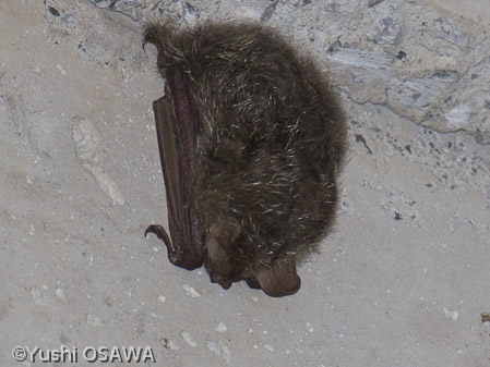 テングコウモリ　Murina leucogaster　Tube-nosed Bat