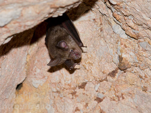 トマスキクガﾞｼﾗコウモリ　Rhinolophus thomasi　Thomas's horseshoe bat