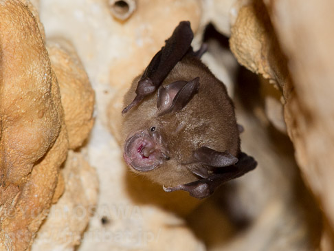 トマスキクガﾞｼﾗコウモリ　Rhinolophus thomasi　Thomas's horseshoe bat