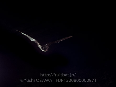 ユビナガコウモリ　Miniopterus fuliginosus　Eastern Bent-winged Bat