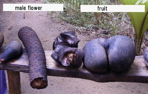 The fruit is sexy and the flower is salacious